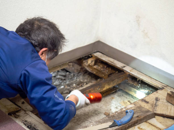 Best Basement Mold Remediation in USA