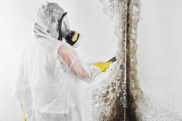 Best Bathroom Mold Remediation in USA